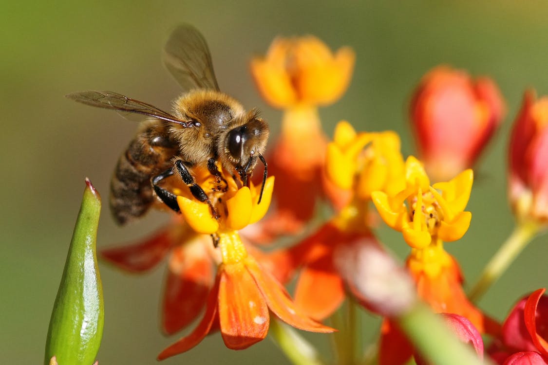 10 zanimljivosti o pčelama koje (sigurno) niste znali